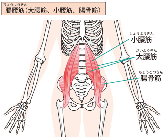 大腰筋と「胃の痛み」―深層筋からくる意外な腹部不快感とその鍼治療